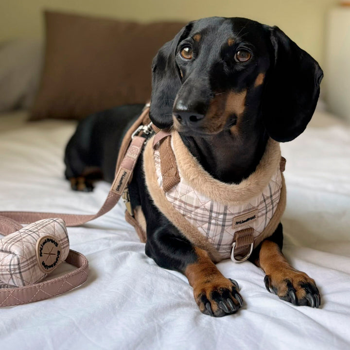 Arnés Ajustable Cozy Puppy