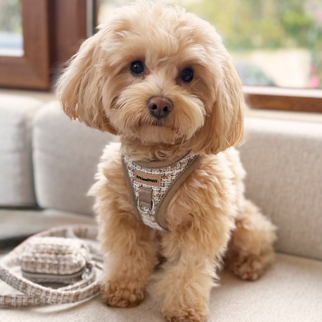 Arnés Body Royal Puppy