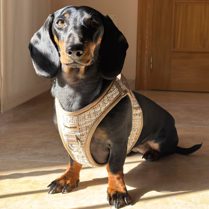 Arnés Body Royal Puppy