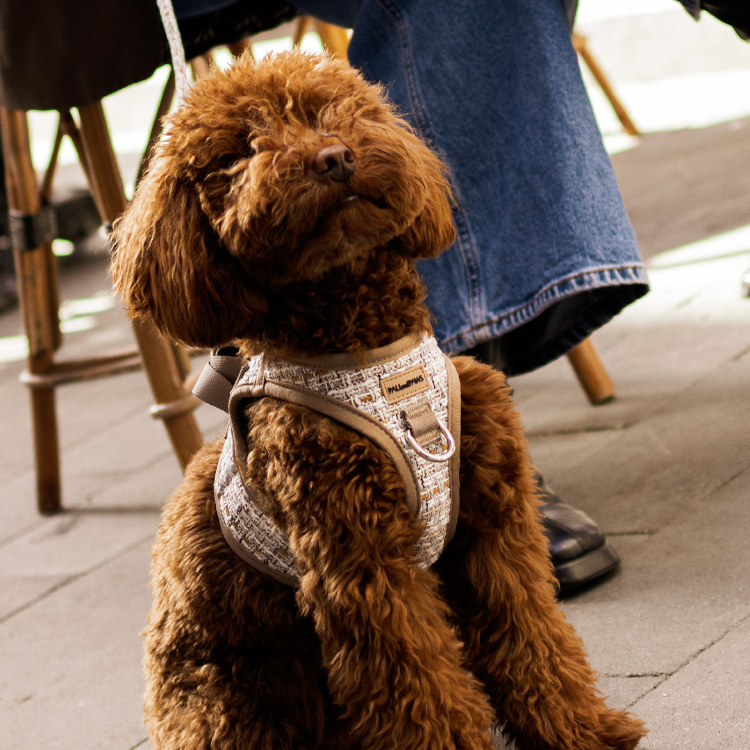 Arnés Body Royal Puppy