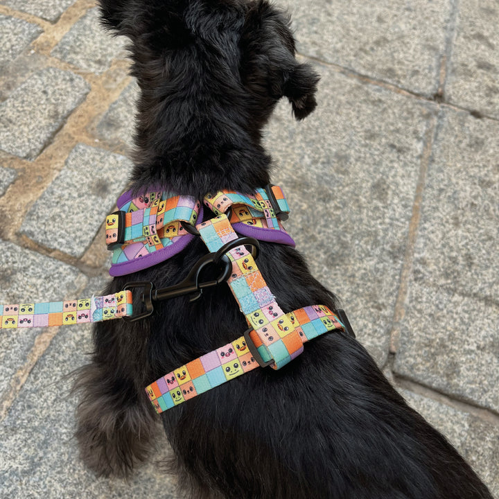 Perro Schnauzer con Arnés Parches de Pau and Paws