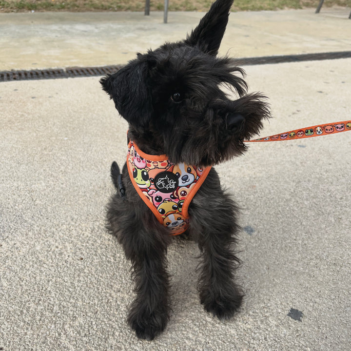 Perro Schnauzer con Arnés Animalitos de Pau and Paws