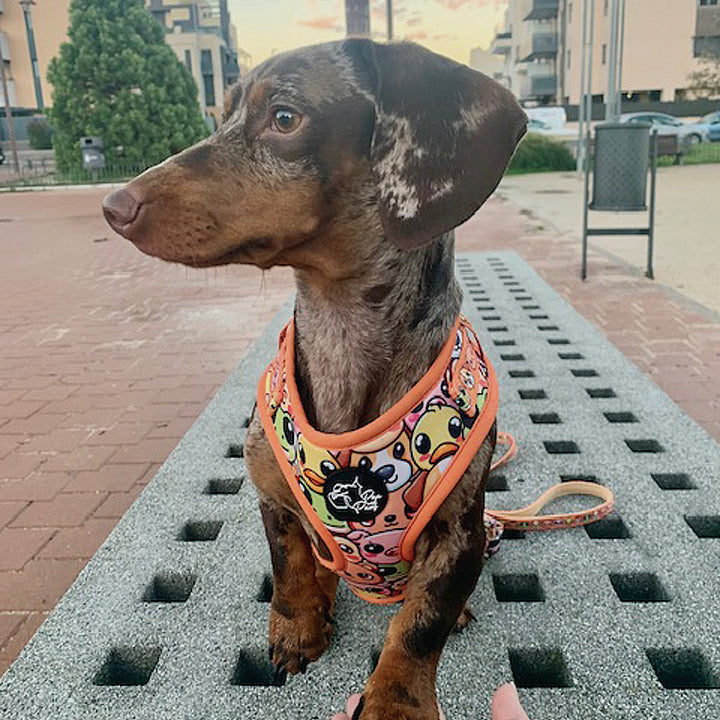 Perro Teckel con Arnés Animalitos de Pau and Paws