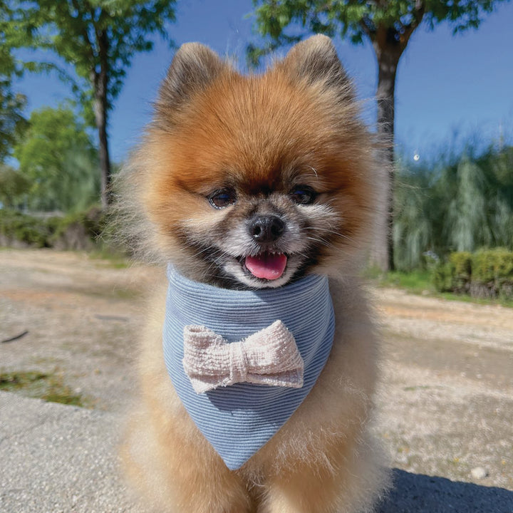 Perro Pomeranian con bandana Bow de Pau and Paws