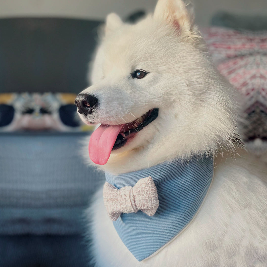 Perro Samoyed con bandana Bow de Pau and Paws