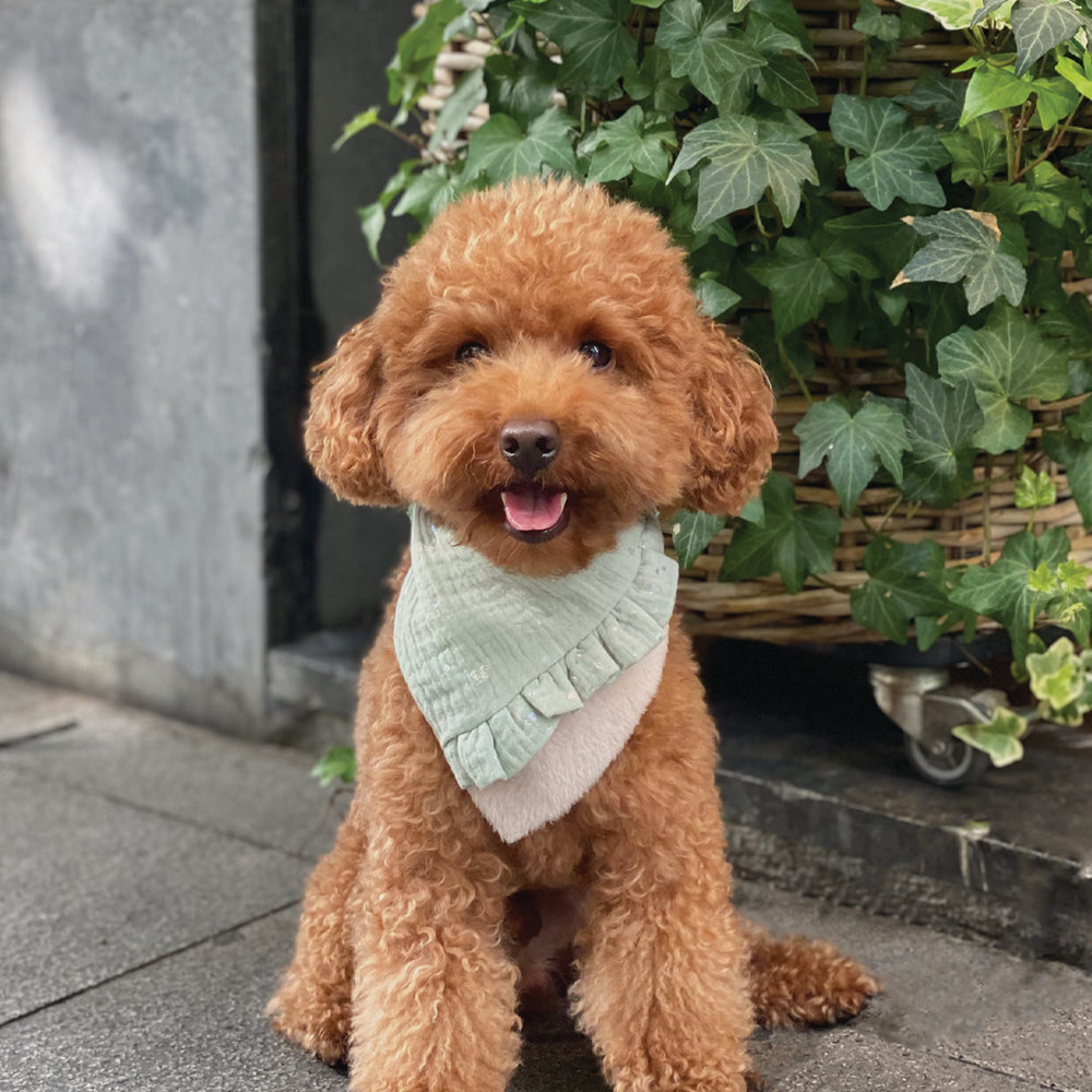 Perro Caniche con bandana Mermaid de Pau and Paws