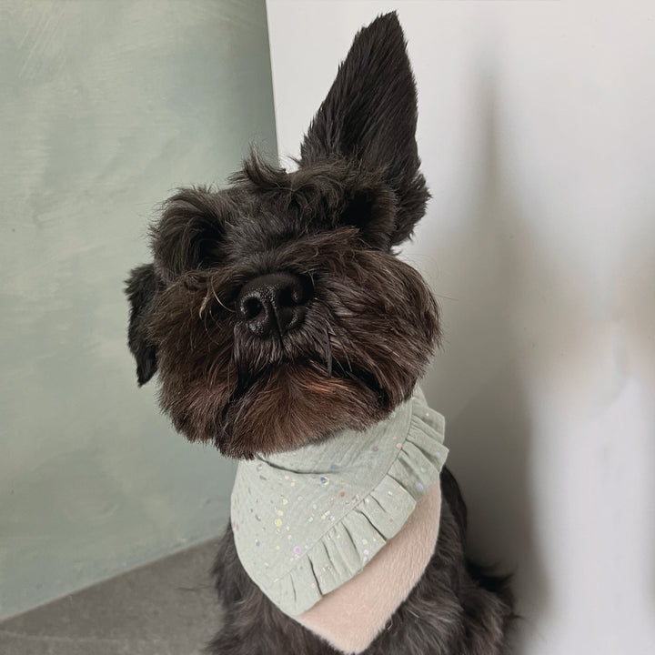 Perro Schnauzer con bandana Mermeid de Pau and Paws