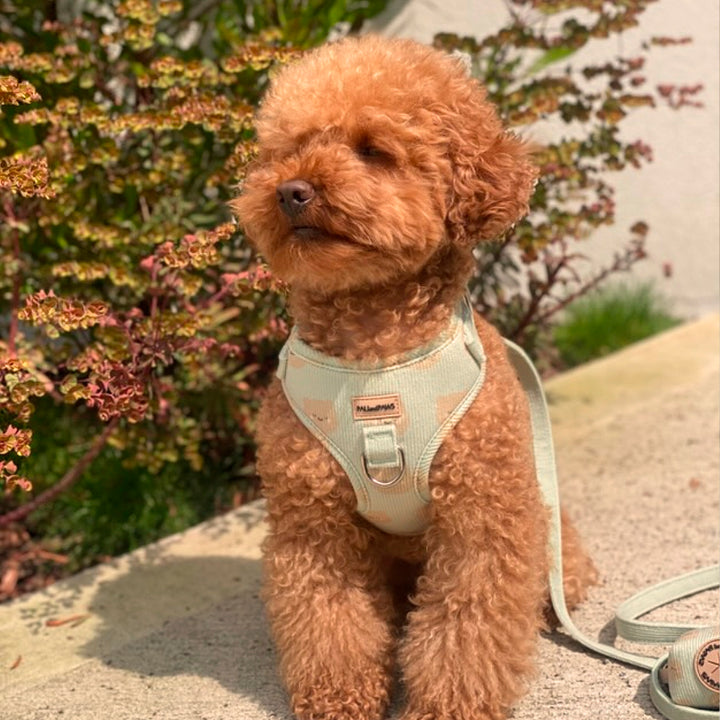 Soft Teddy Walking Pack