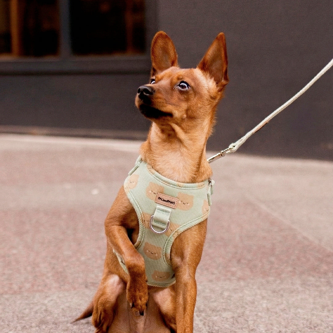 Adjustable Soft Teddy Harness
