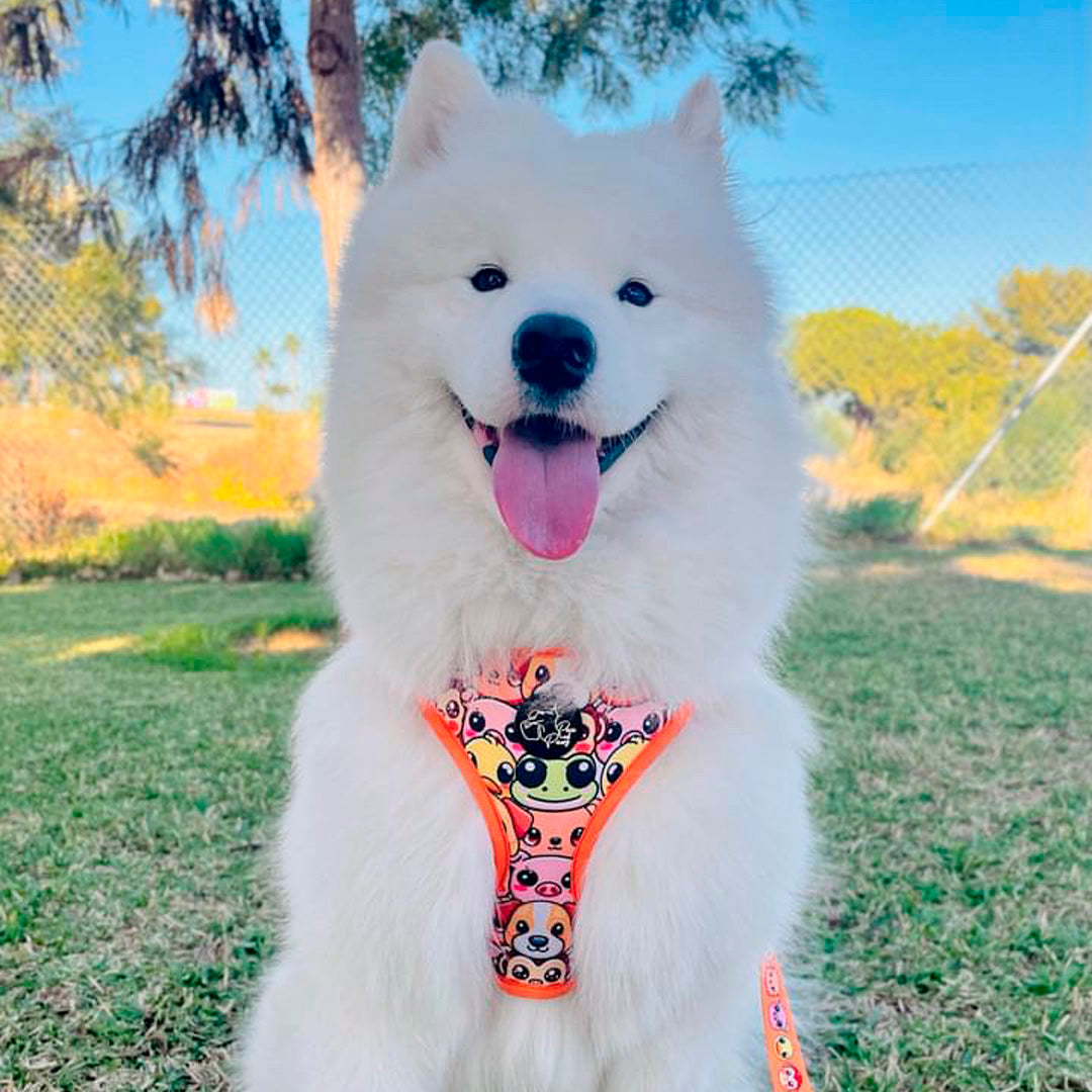 Perro Samoyed con arnés de Animalitos de Pau and Paws